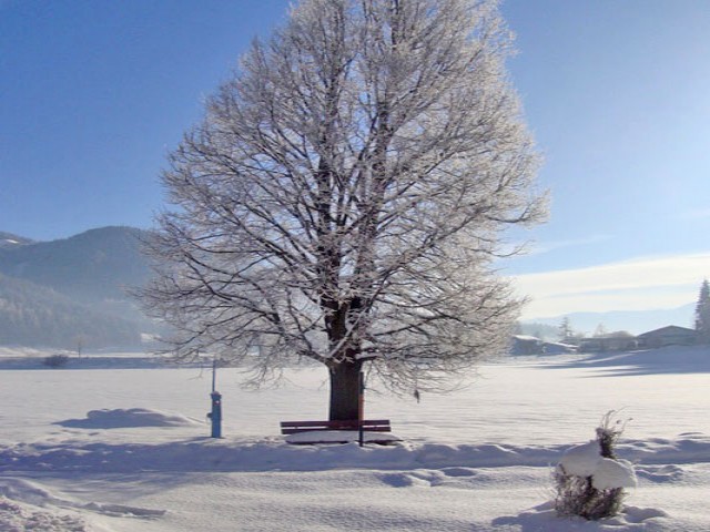 Bauernhof Mussbachhof in Saalfelden