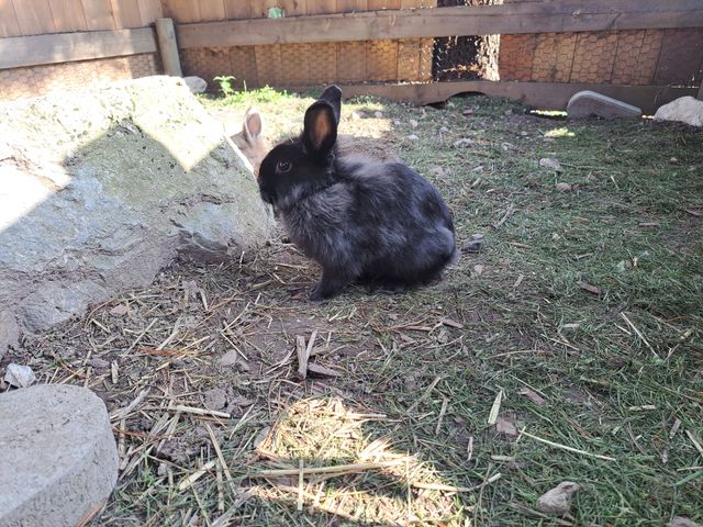 Appartements Leogang
