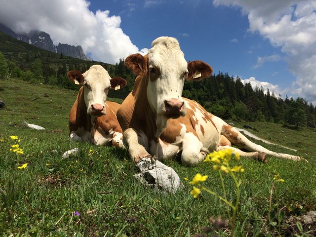 Erlebnisbauernhof Formaugut