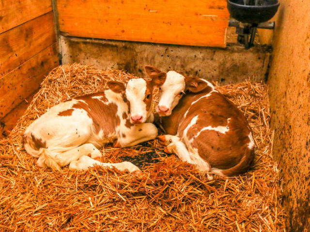 Bauernhof Hinterbrandthof