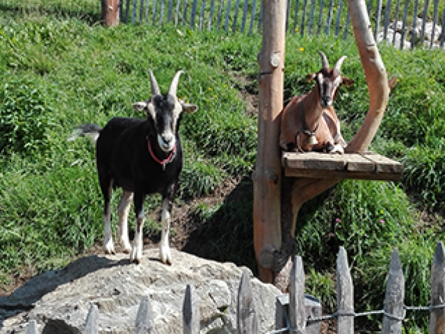 Ferienhütten Leitengut