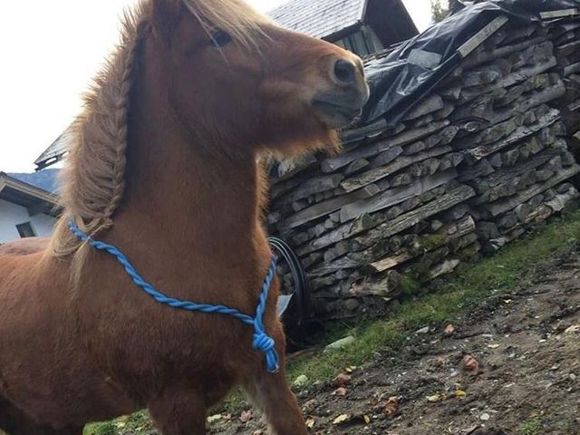 Hotel & Bauernhof Hettlerhof in Maishofen