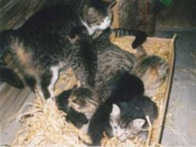 Urlaub auf dem Bauernhof Hettlerhof in Maishofen