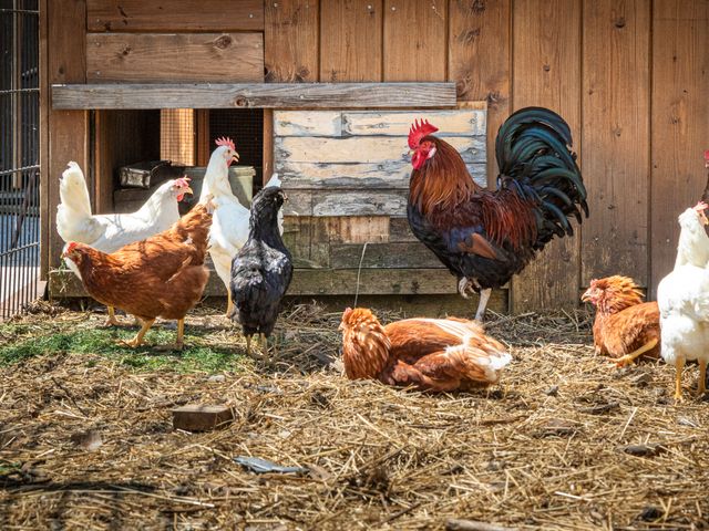 Bauernhof Schaidreithof in Grossarltal