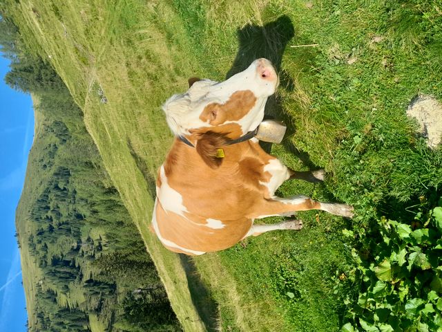 Ferienhaus Aschauhütte im Großarltal