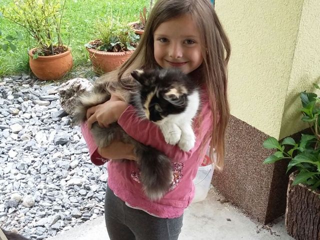 Bauernhof Palfenhof Grossarltal