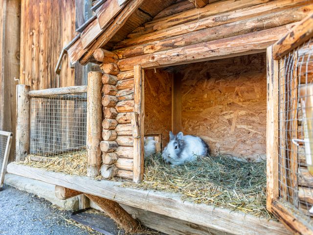 Bauernhof Palfenhof Grossarltal