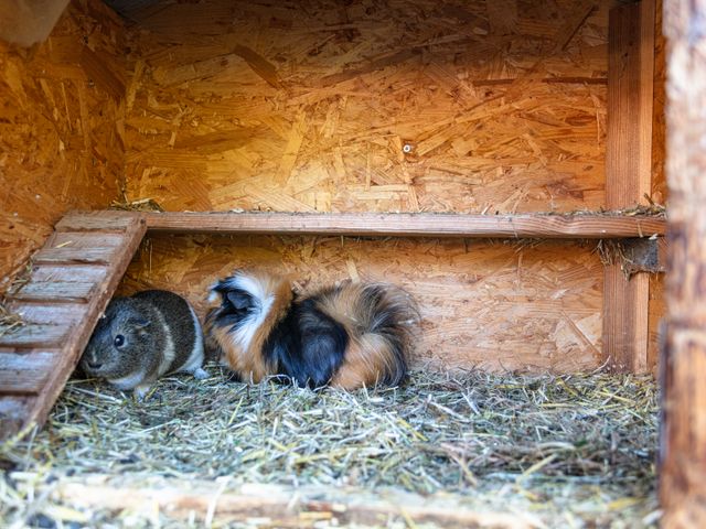 Bauernhof Palfenhof Grossarltal