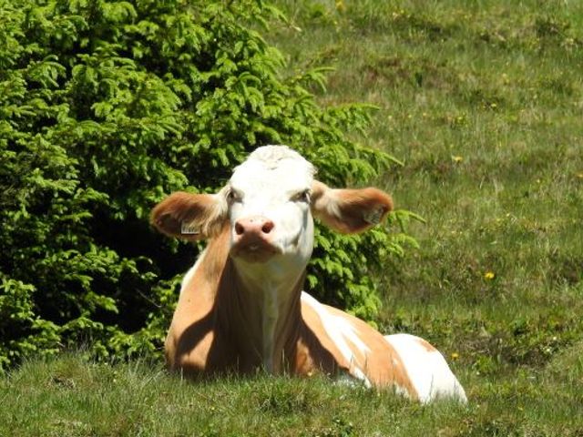 Almhütte Vorderkaser