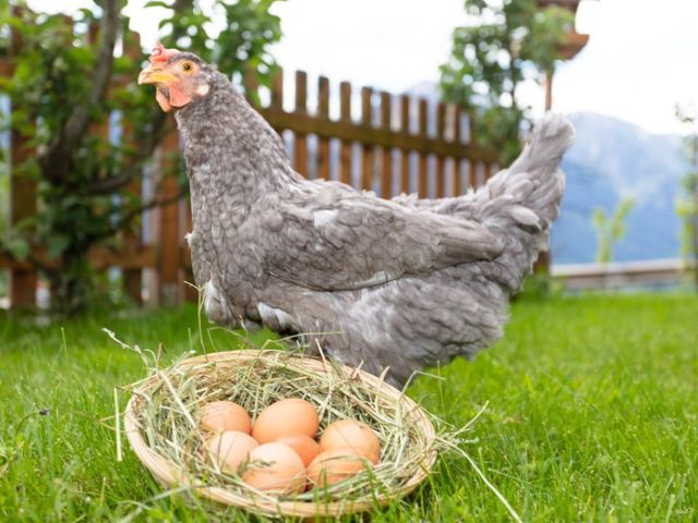 Bauernhof Klockergut