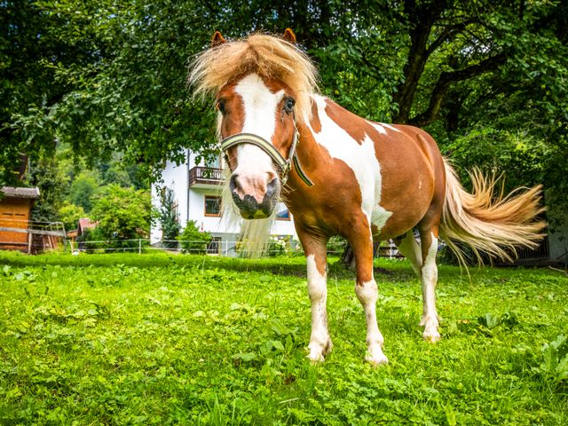 Bio-Bauernhof Moarbauer