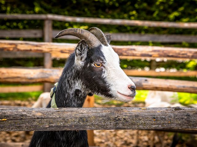 Bio-Bauernhof Moarbauer