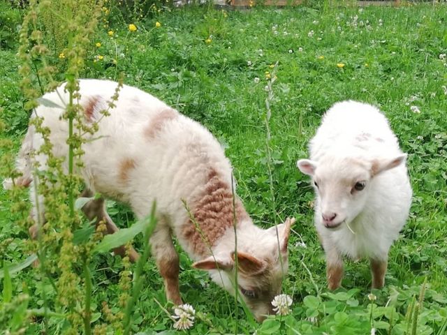 Bio-Bauernhof Moarbauer