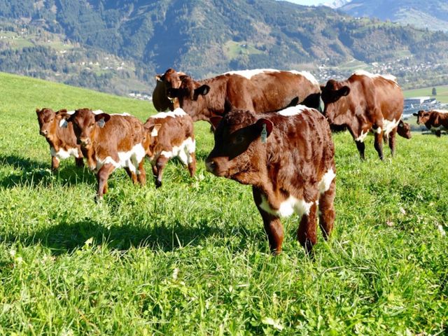 Ferienwohnungen Oberaigenhof