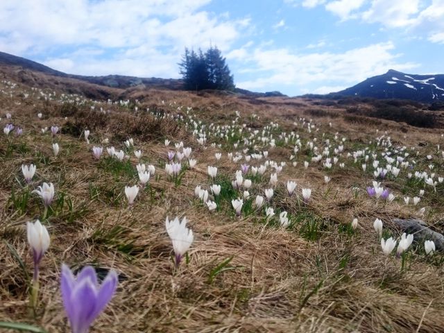 Bauernhof Tischlerwirt